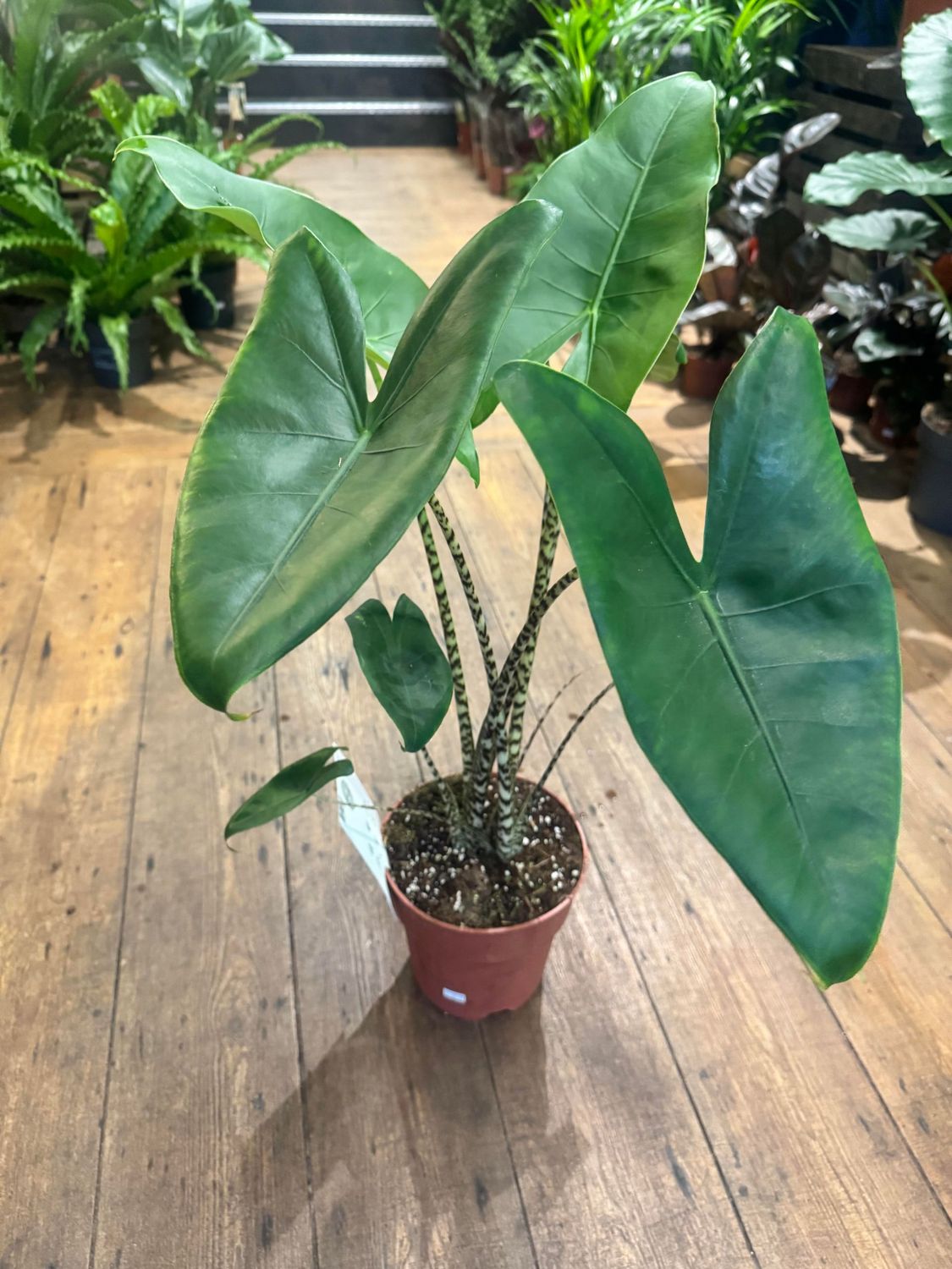 Alocasia Zebrina