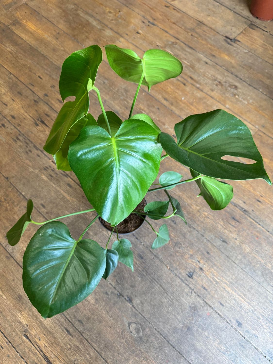 Monstera Deliciosa aka Swiss Cheese Plant