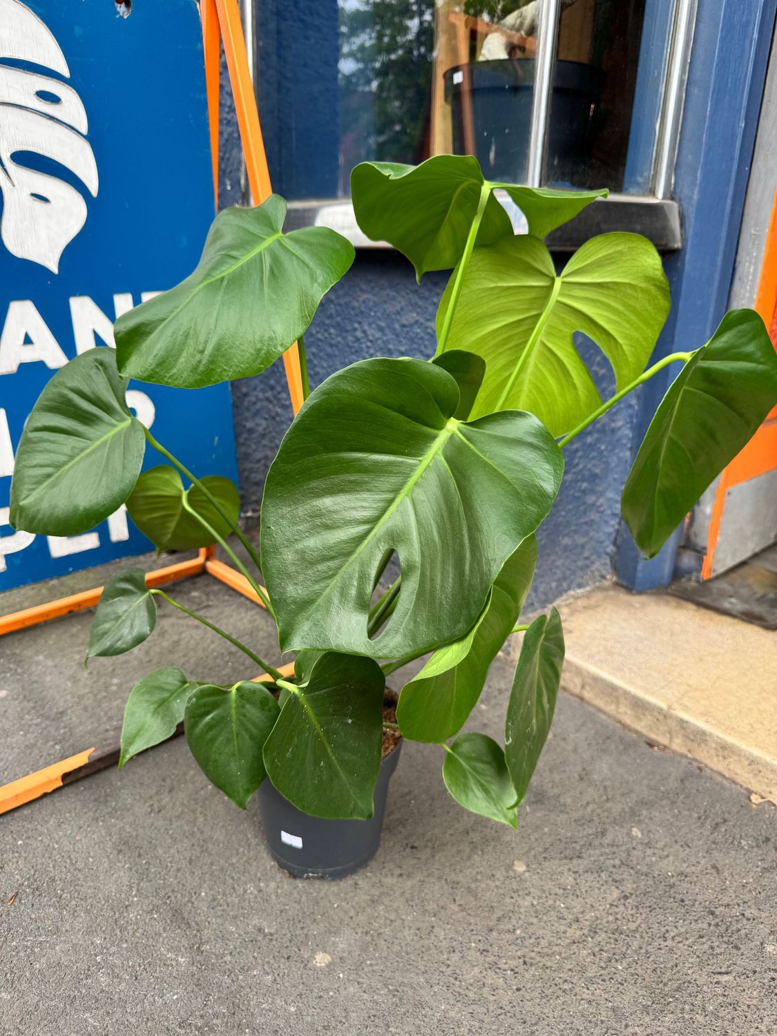 Monstera Deliciosa "Swiss Cheese Plant"