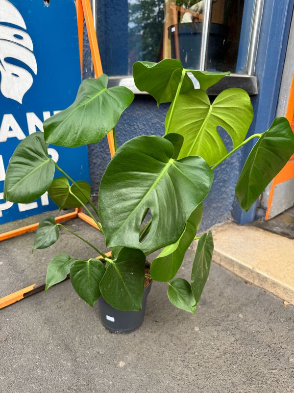 Monstera Deliciosa "Swiss Cheese Plant"