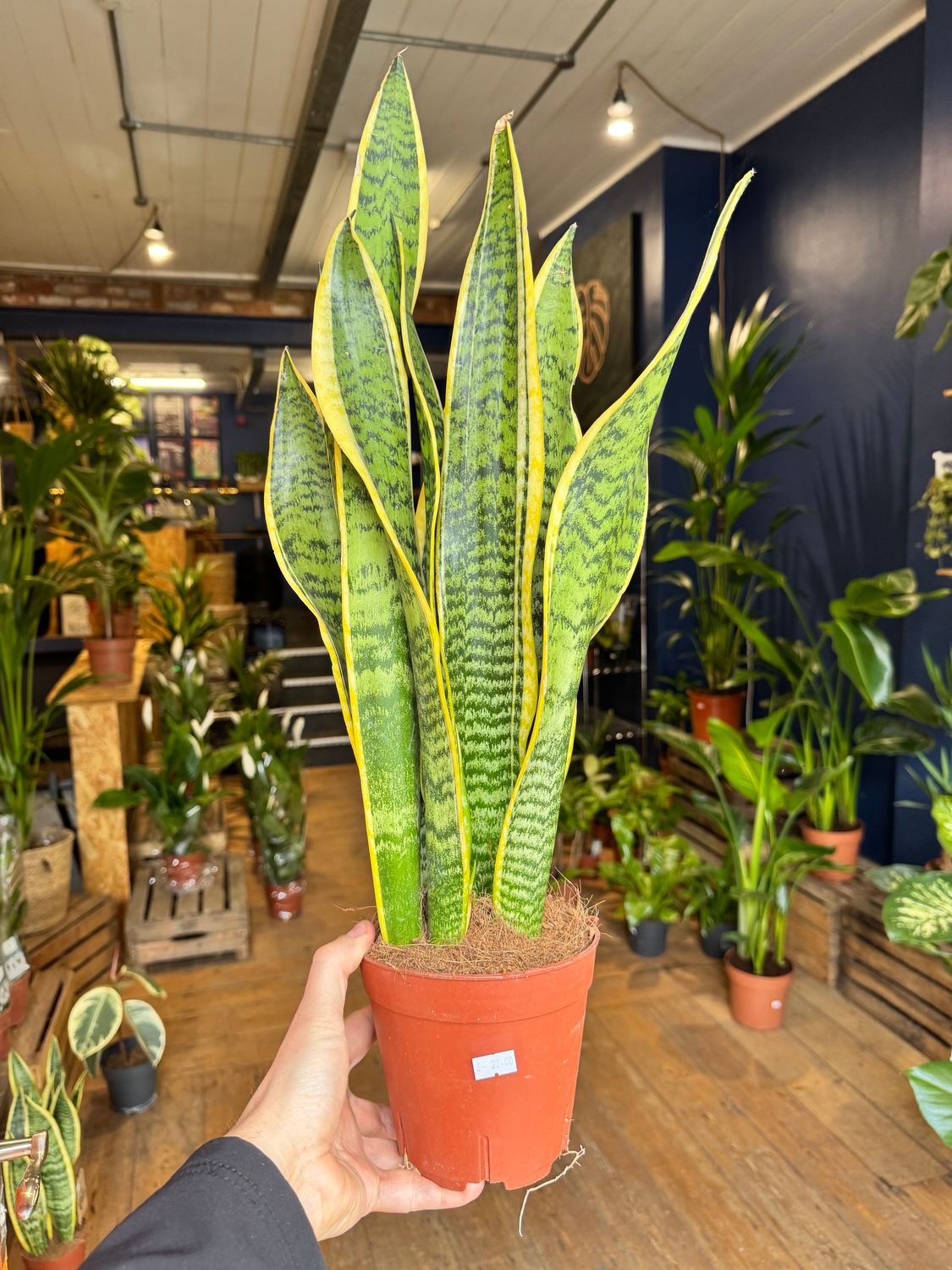 Sansevieria Futura Superba "Snake Plant"