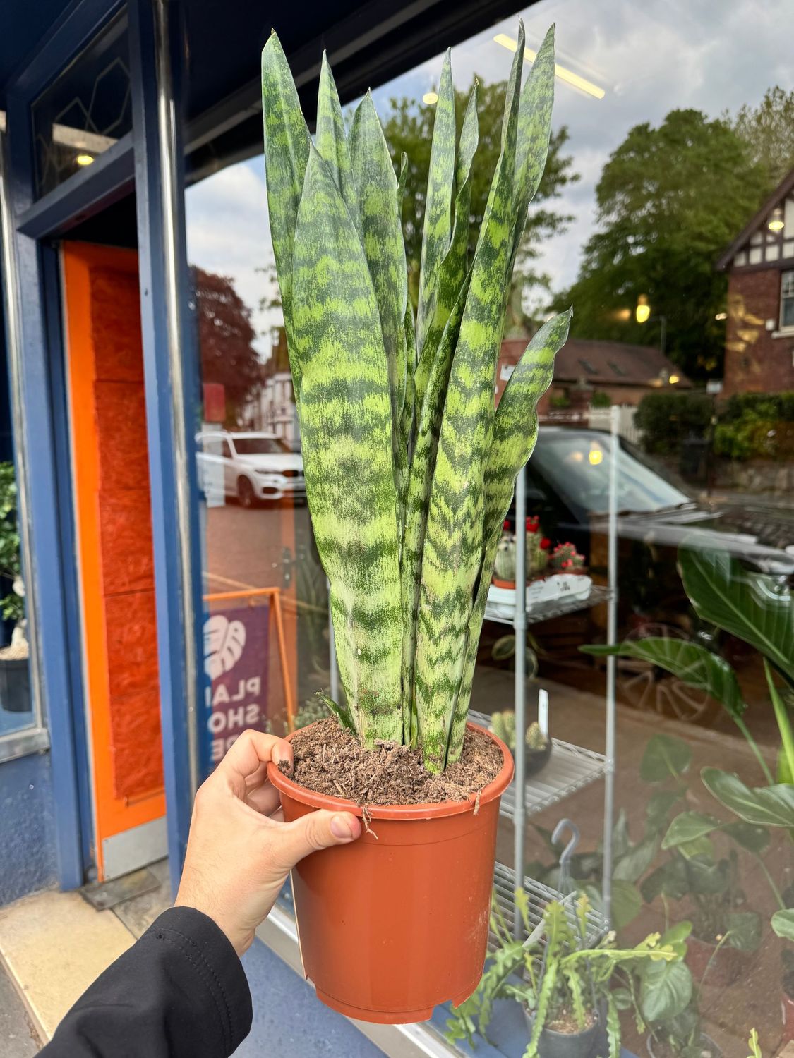 Sansevieria Zeylanica "Snake Plant"