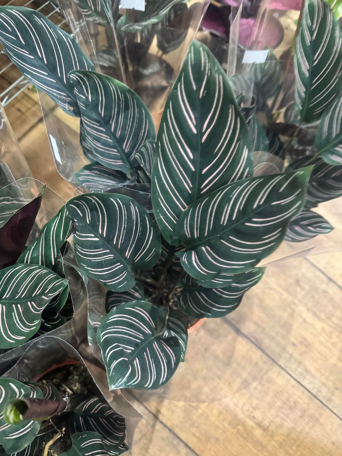 Calathea Ornata