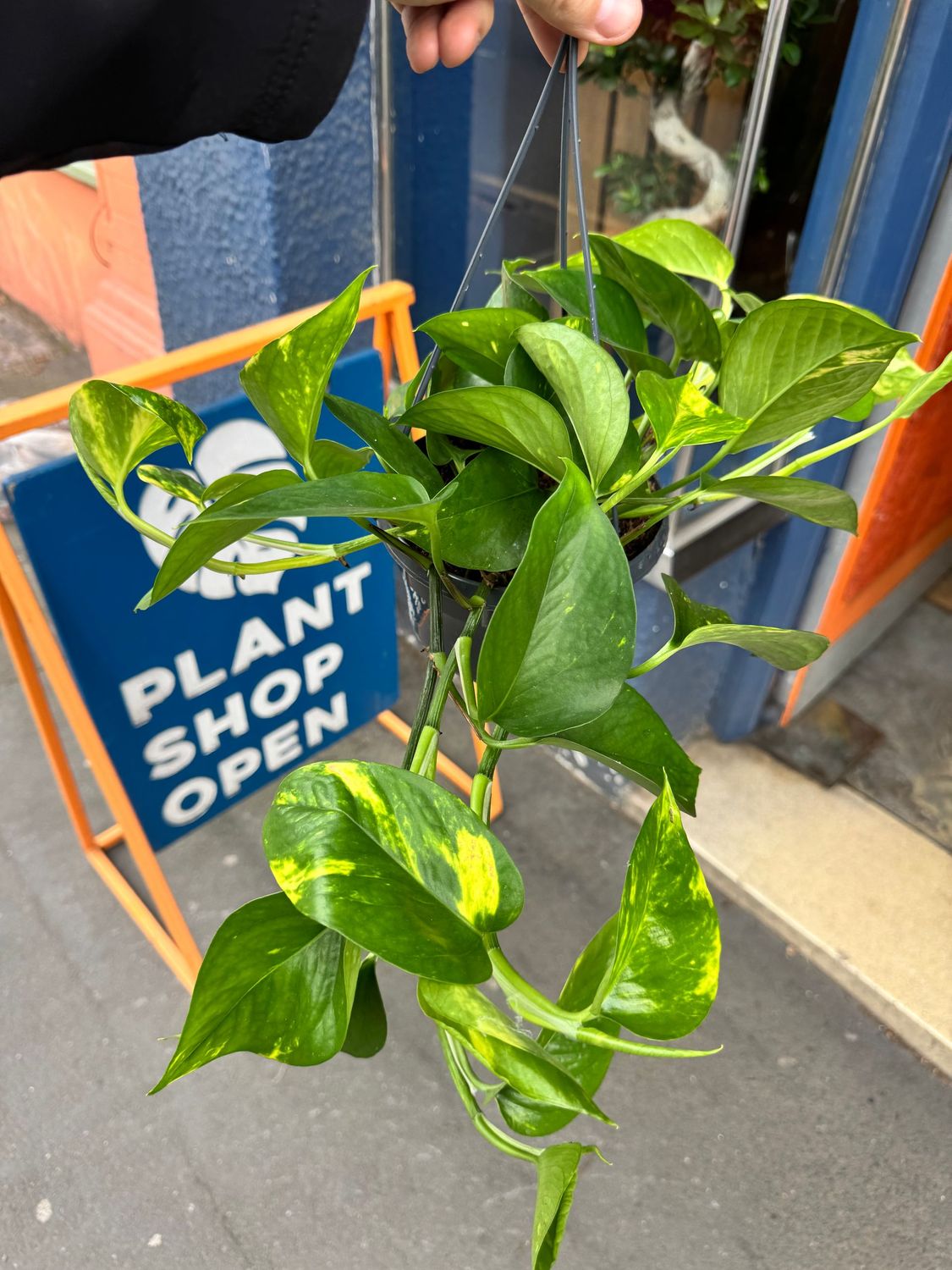 Epipremnum "Devil's Ivy" "Pothos" Hanging