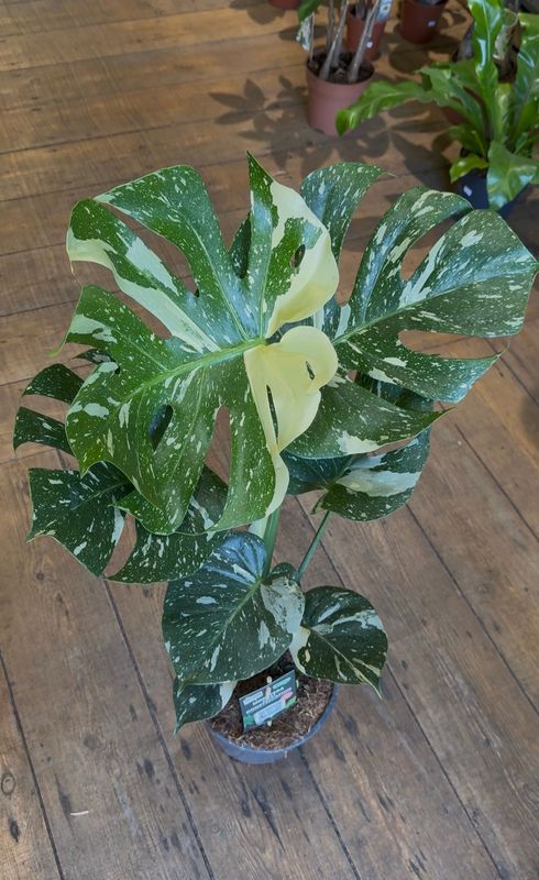 Monstera Thai Constellation