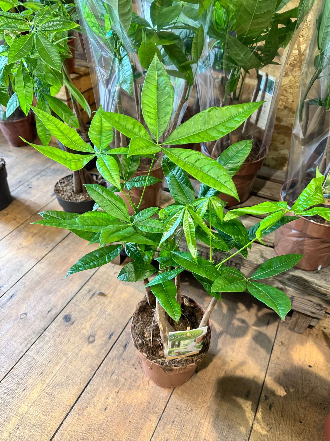 Pachira Aquatica aka Money Tree