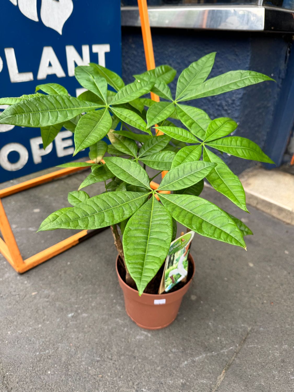 Pachira Aquatica "Money Tree"