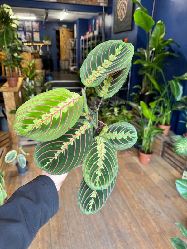 Maranta Fascinator