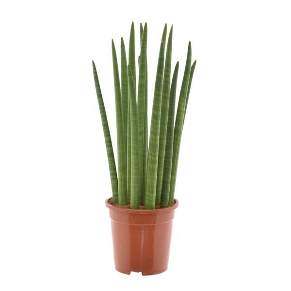 Sansevieria Cylindrica
