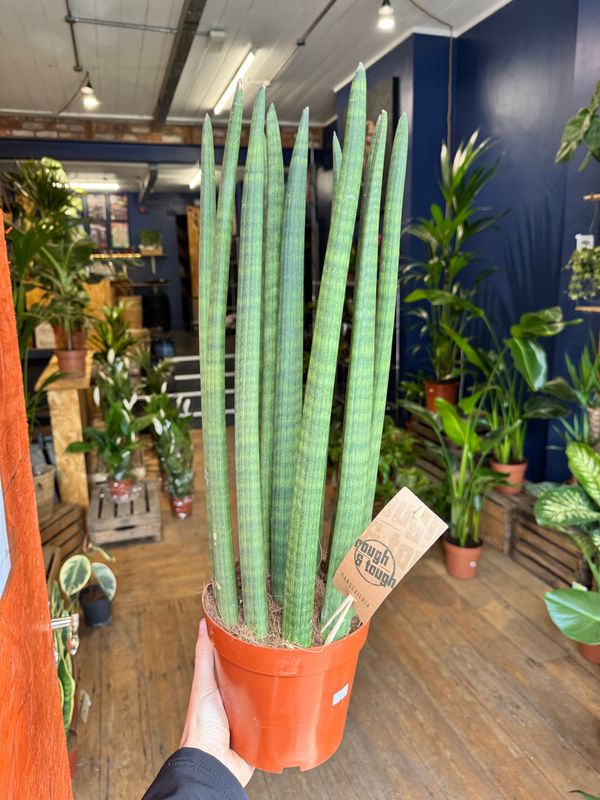 Sansevieria Cylindrica