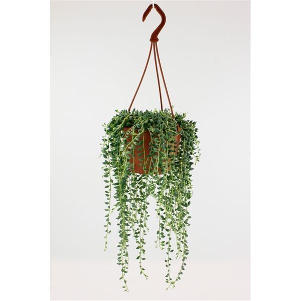 Senecio Herreianus Hanging aka String of Pearls