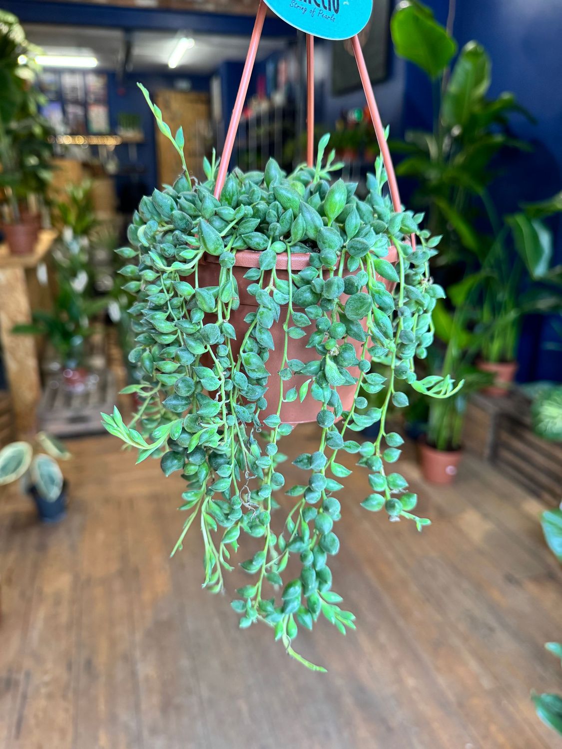 Senecio Rowleyanus "String of Pearls"