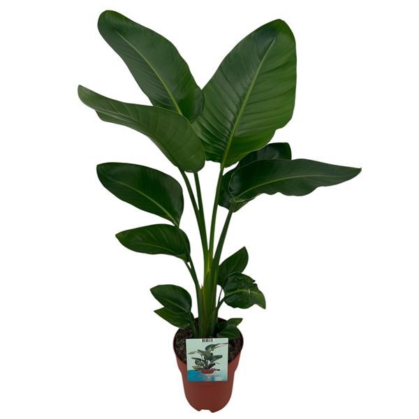 Strelitzia Nicolai aka Bird of Paradise