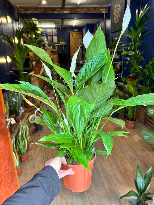 Spathiphyllum "Peace Lily" Large