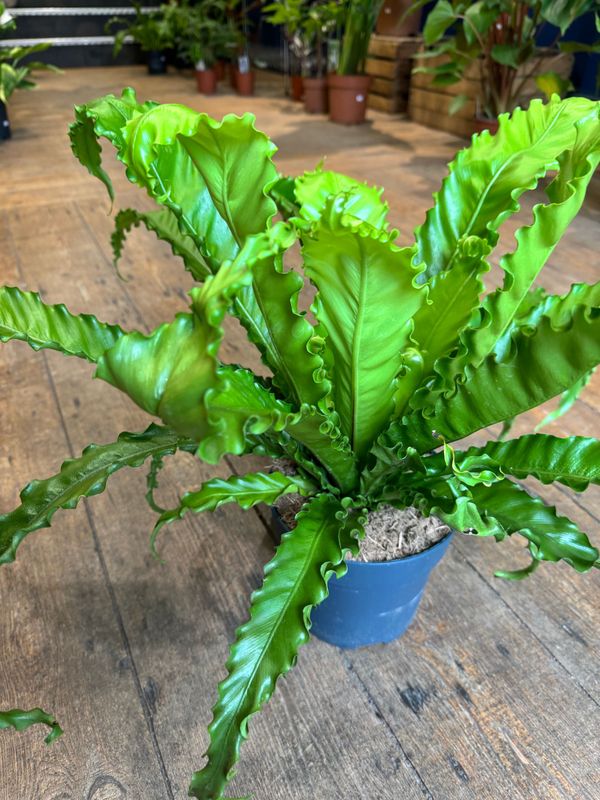 Asplenium Fern Osaka