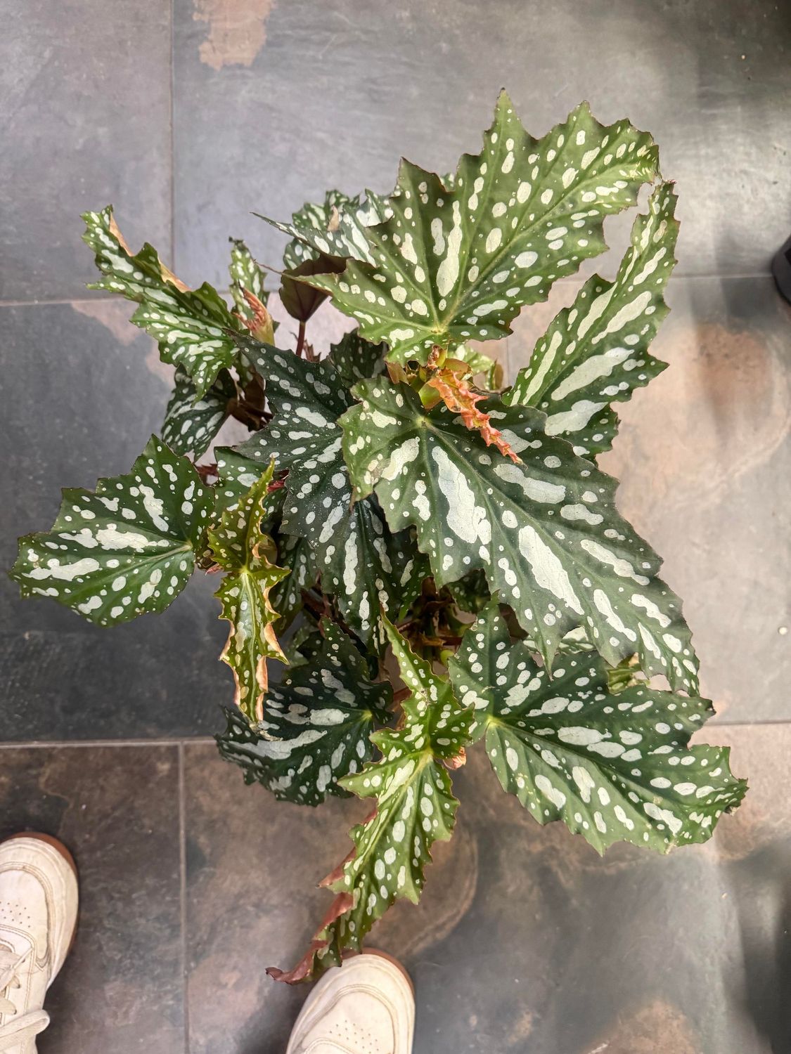 Begonia Macculata Wightii