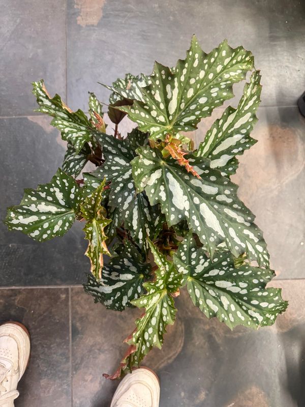 Begonia Macculata Wightii