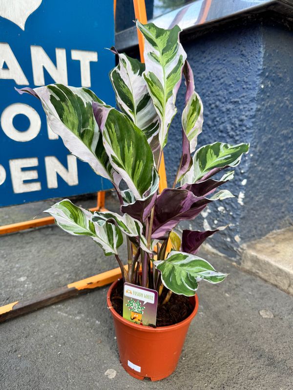 Calathea White Fusion