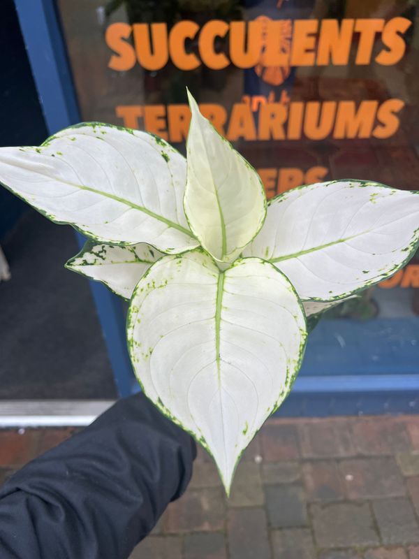 Aglaonema White Joy 12cm 35cm H