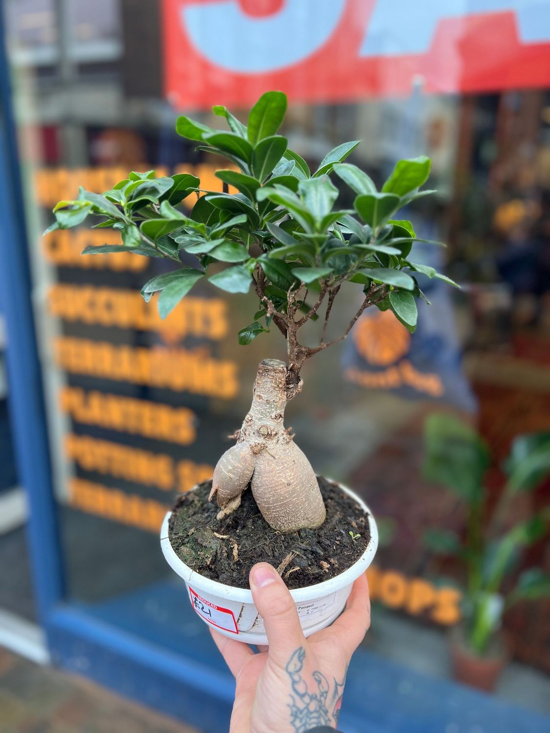 FICUS BONSAI Gingseng 16cm 40cm H FICUS BONSAI Gingseng 16cm 40cm H