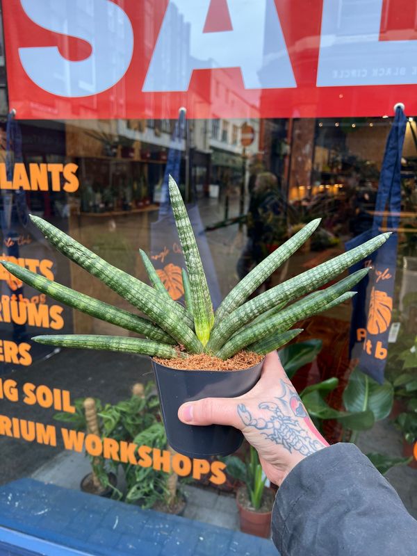 SANSEVERIA SKYLINE 12CM 25H