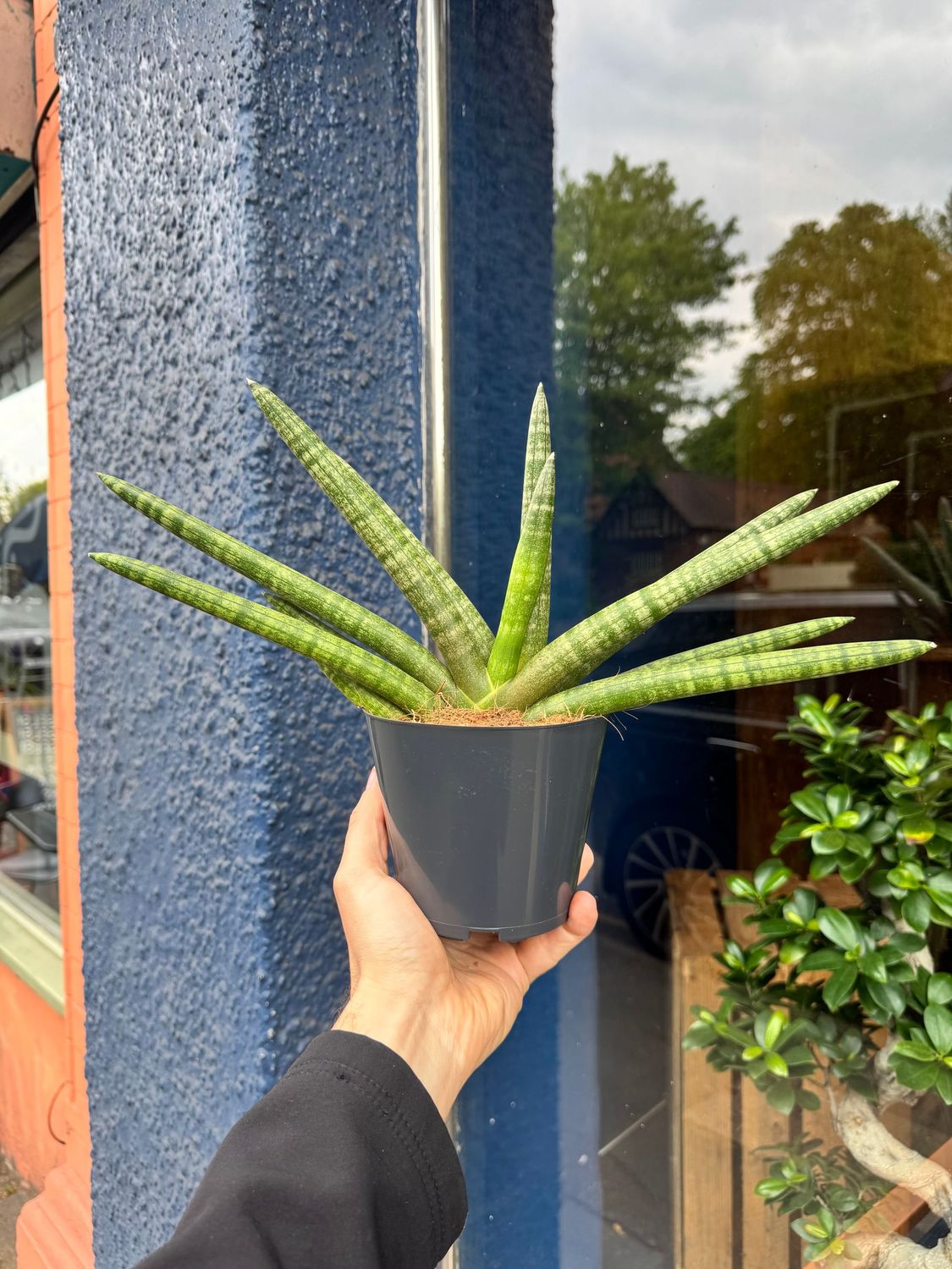 Sansevieria Skyline