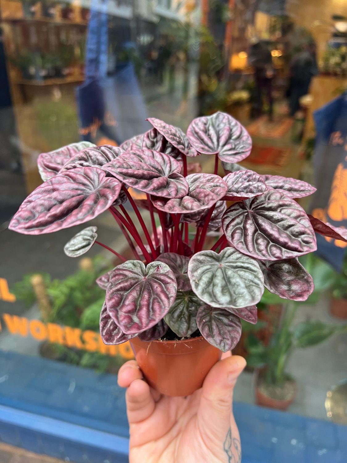 PEPEROMIA CAPARATA 8CM PEPEROMIA CAPARATA 8CM