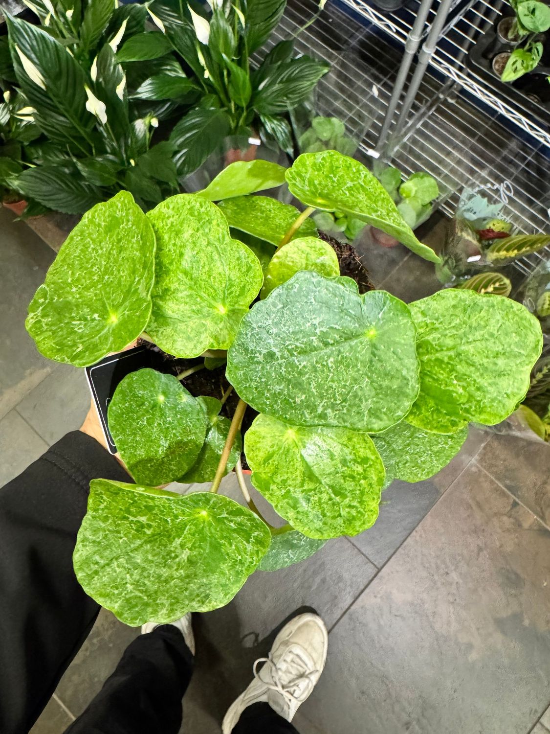 Pilea Mojito Sugar Pilea Mojito Sugar