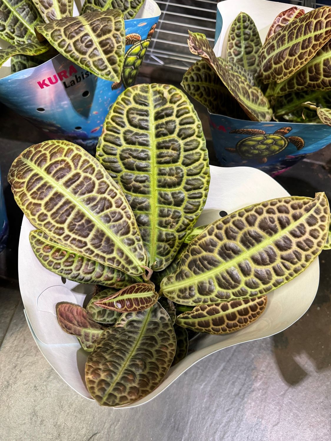 Labisia Turtle Back Labisia Turtle Back