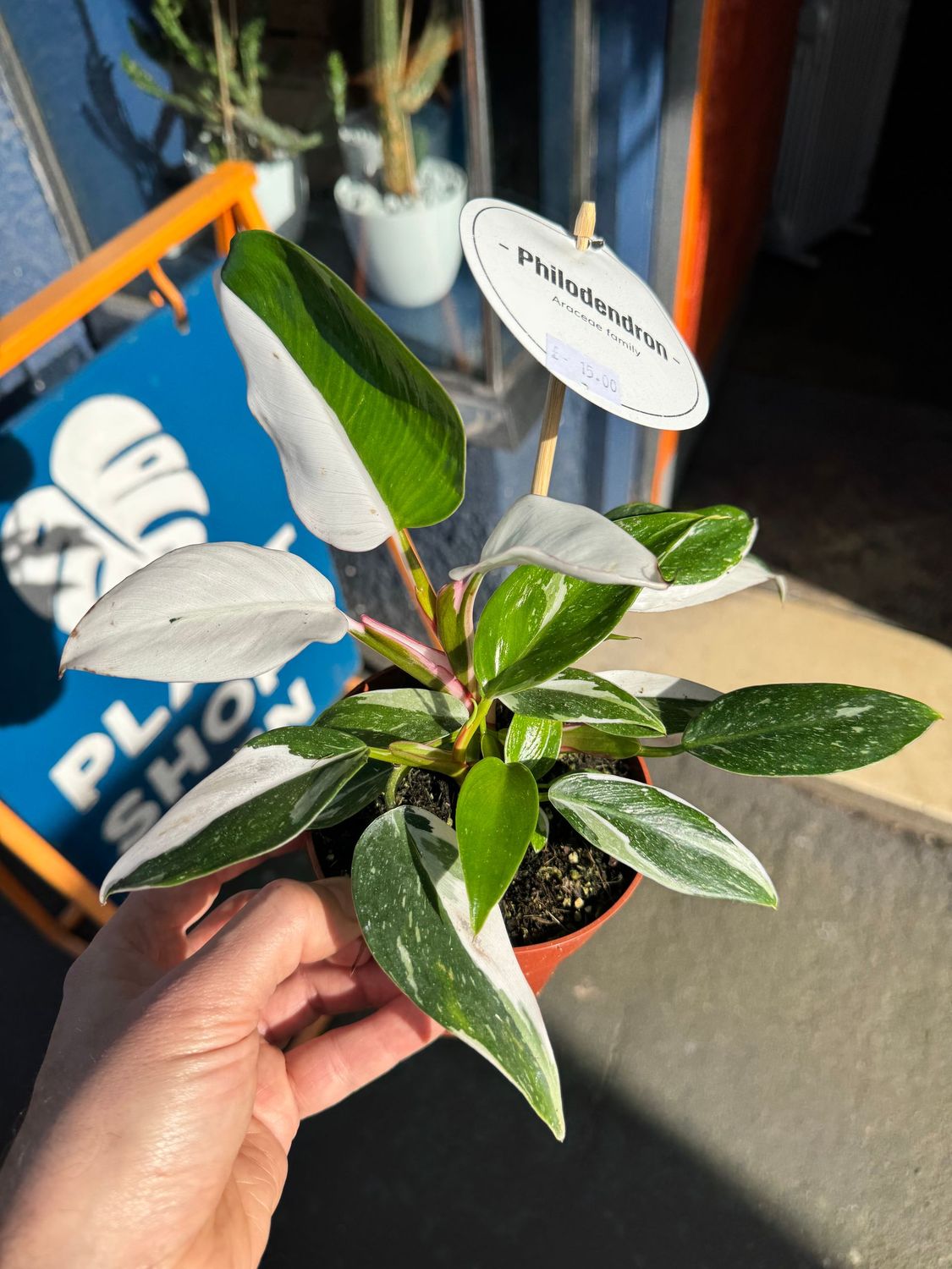 Philodendron White Princess