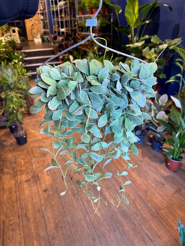 Dischidia Oiantha White Diamond