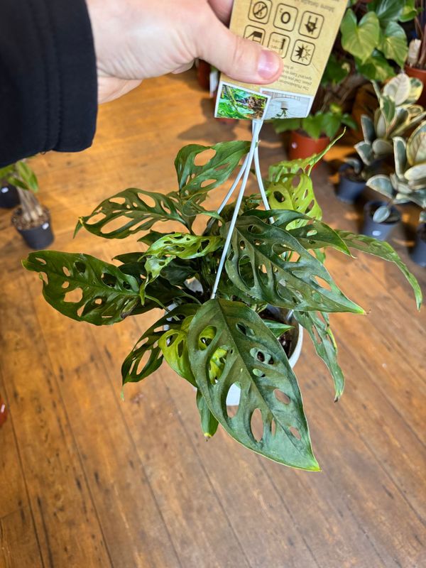 Monstera Adansonii Hanging