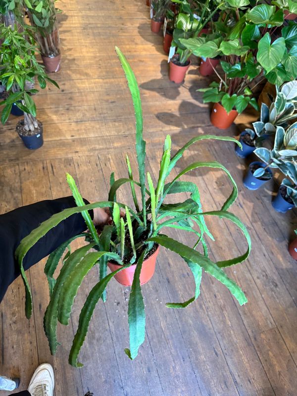 Epiphyllum Red Tip Hanging