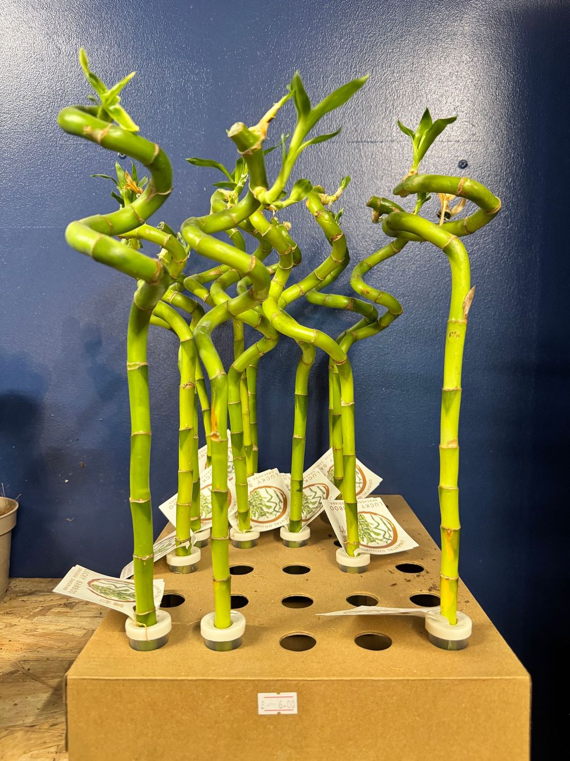 Dracaena Lucky Bamboo Dracaena Lucky Bamboo