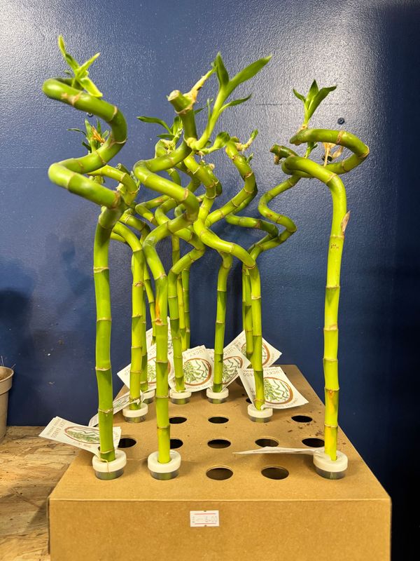 Dracaena Lucky Bamboo