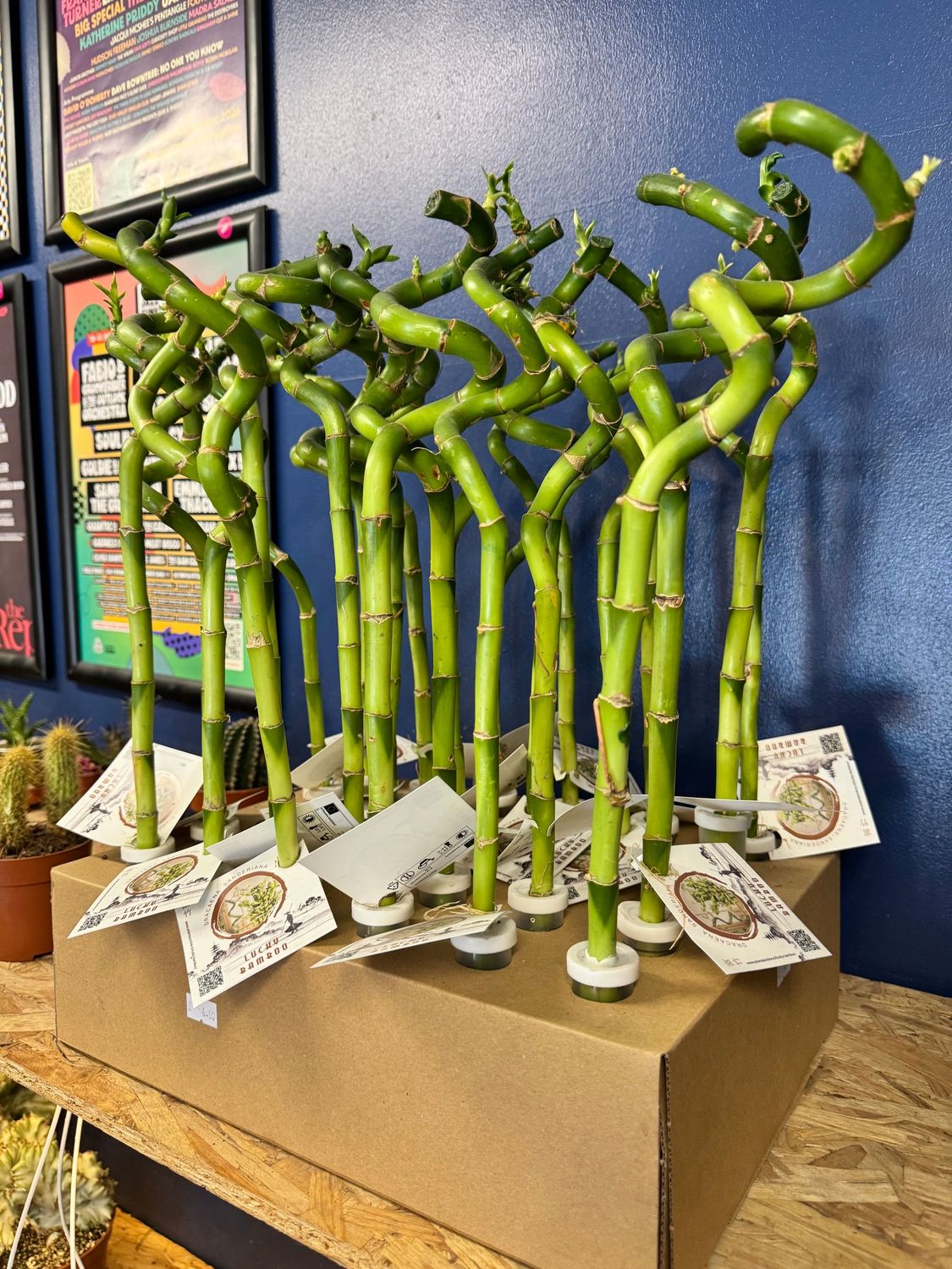 Dracaena Lucky Bamboo