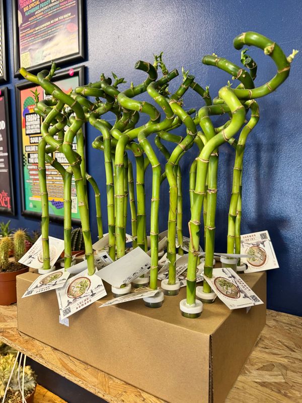 Dracaena Lucky Bamboo