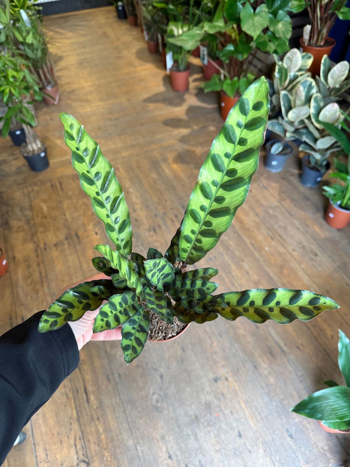 Calathea Rattlesnake