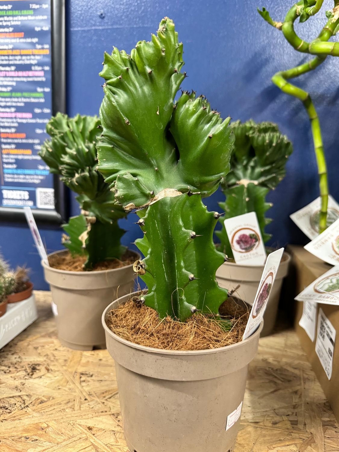Euphorbia Lactea