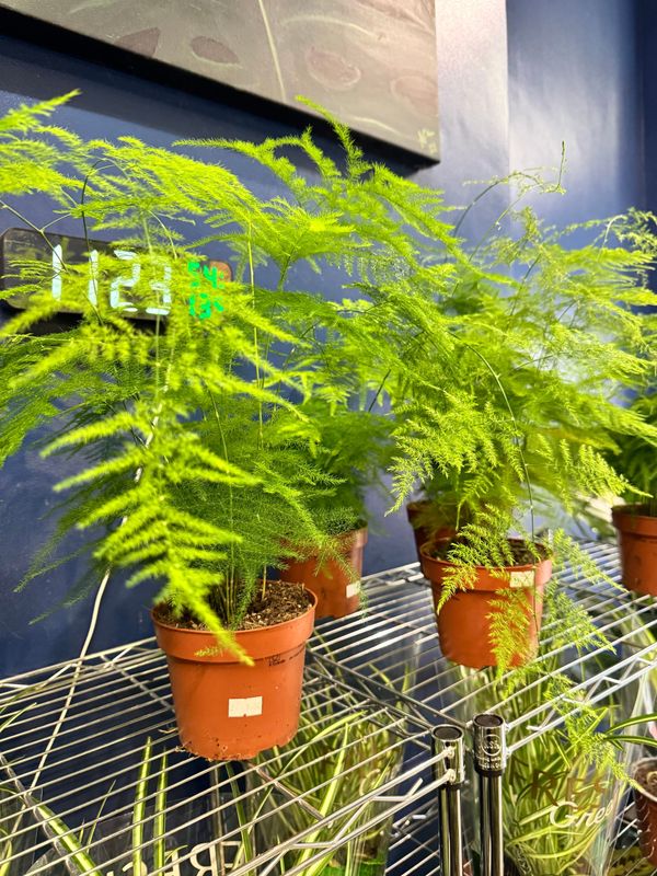 Asparagus Fern