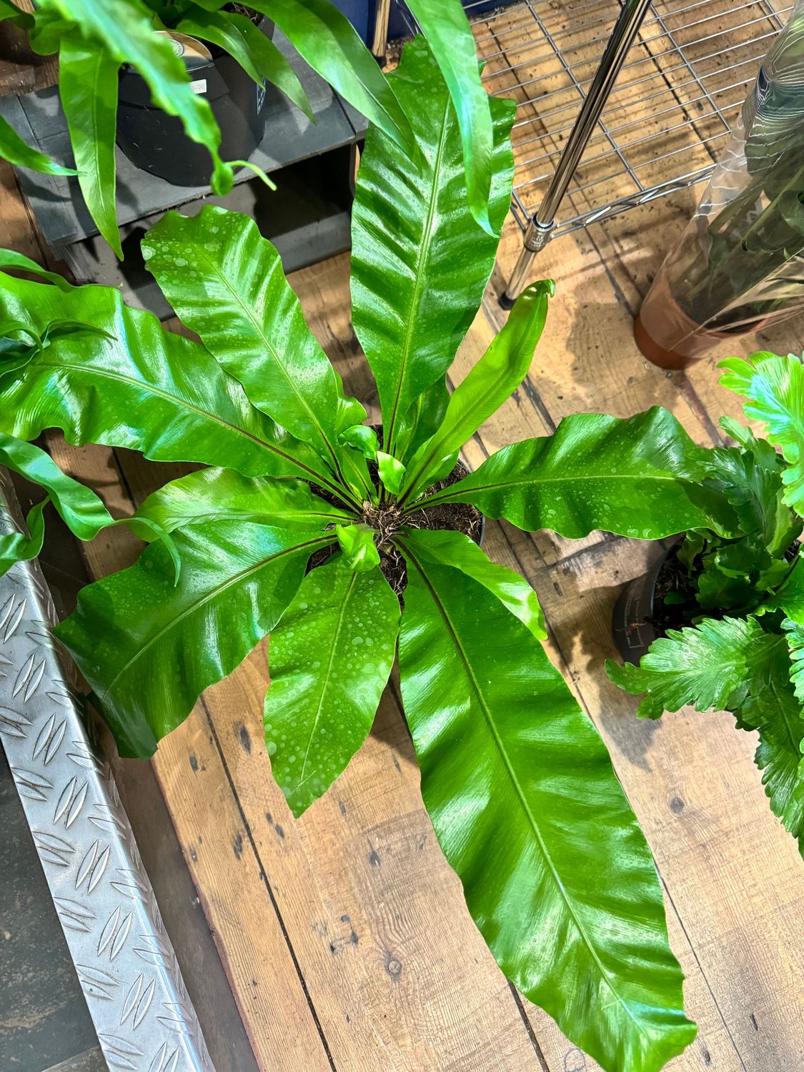 Asplenium Fern Nidus