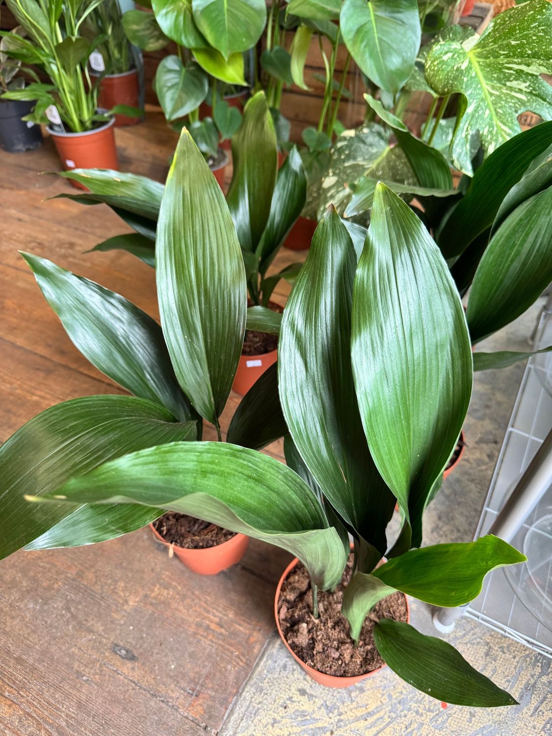 Aspidistra aka Cast Iron Plant Aspidistra aka Cast Iron Plant