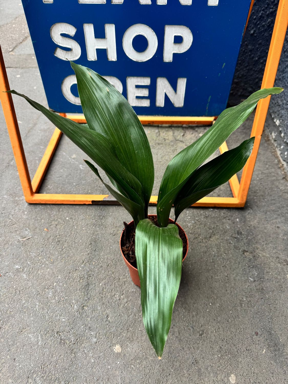 Aspidistra "Cast Iron Plant"
