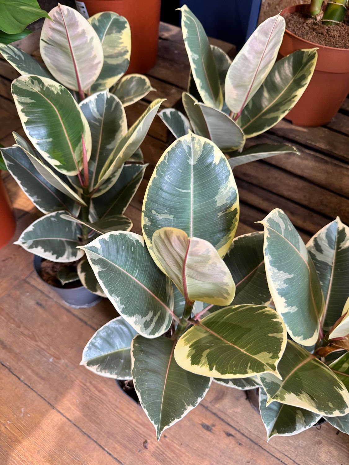 Ficus Tineke aka Rubber Plant