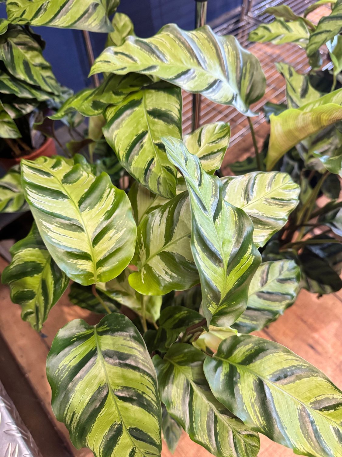 Calathea White Tiger