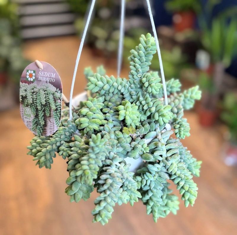 Sedum Burrito