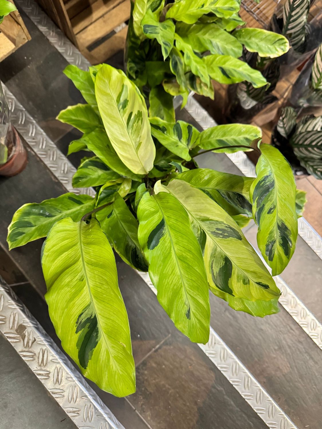 Calathea Yellow Fusion