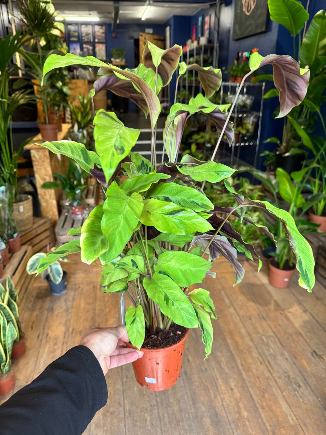 Calathea Yellow Fusion