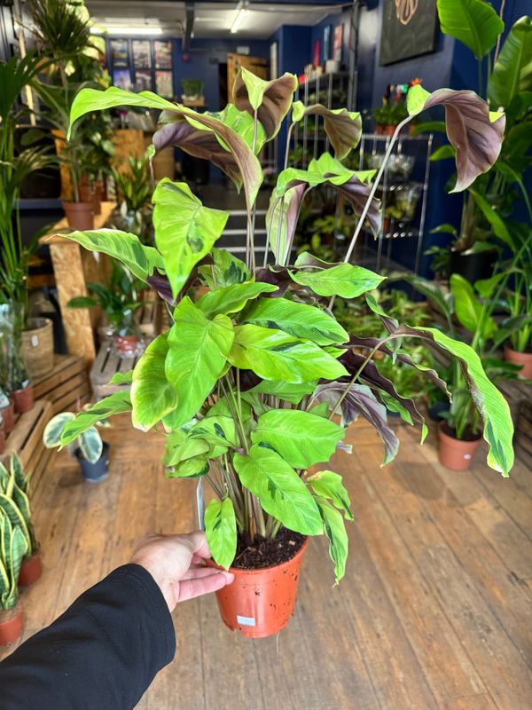 Calathea Yellow Fusion