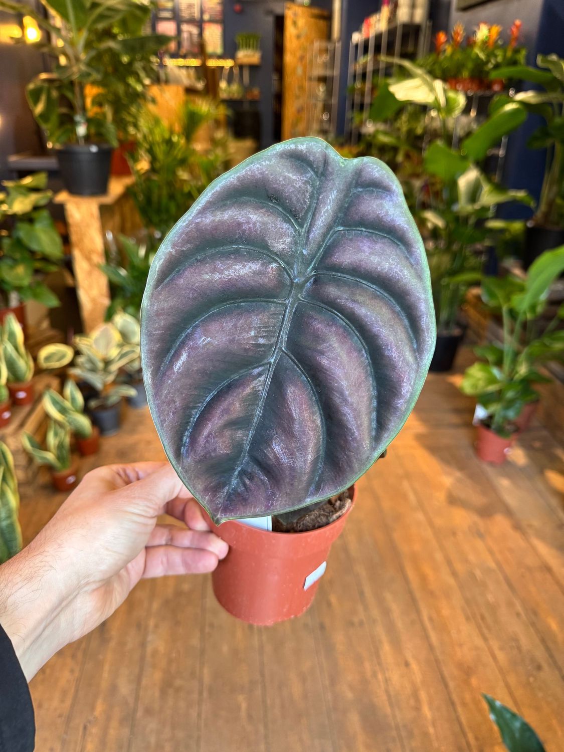 Alocasia Red Secret